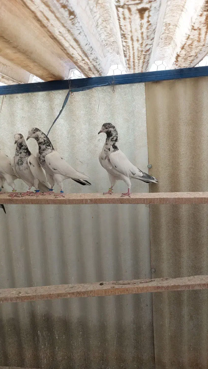 تیدی پاکستانی جانسیره|پرنده|اصفهان, عاشقآباد|دیوار