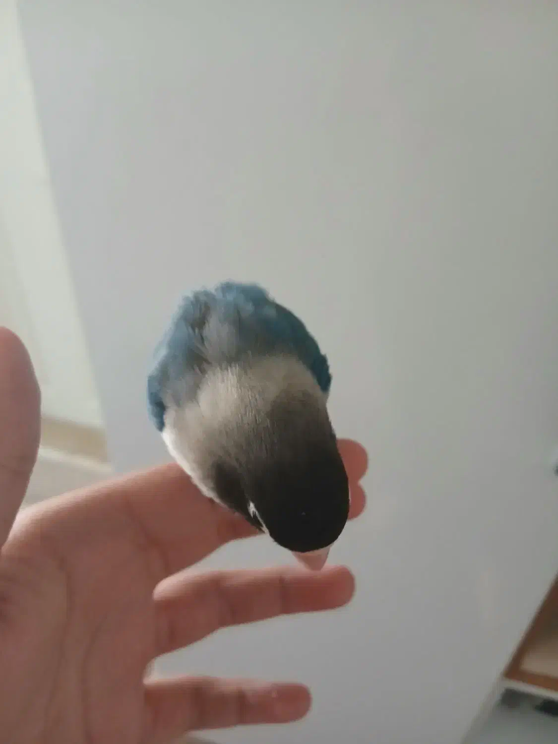 کوتوله برزیلی ماسکی نر|پرنده|قم, پردیسان|دیوار