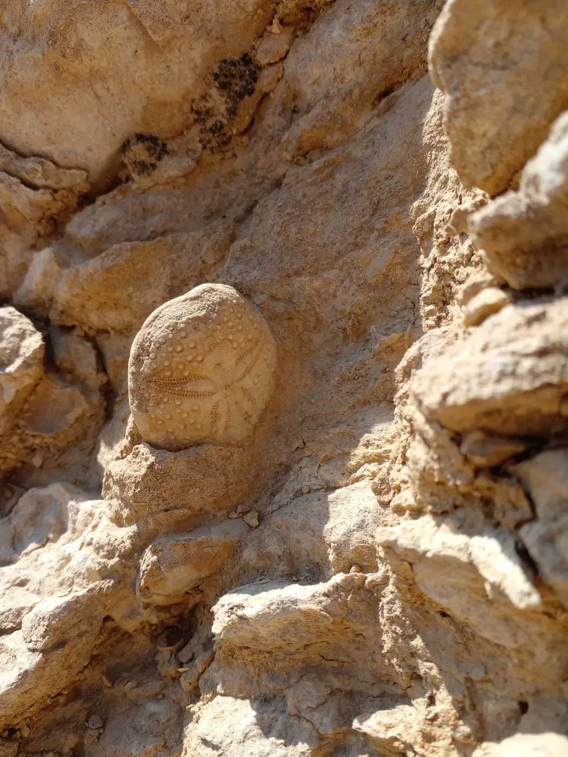 سنگواره و فسیل صدف|کلکسیون اشیاء عتیقه|سروستان, |دیوار