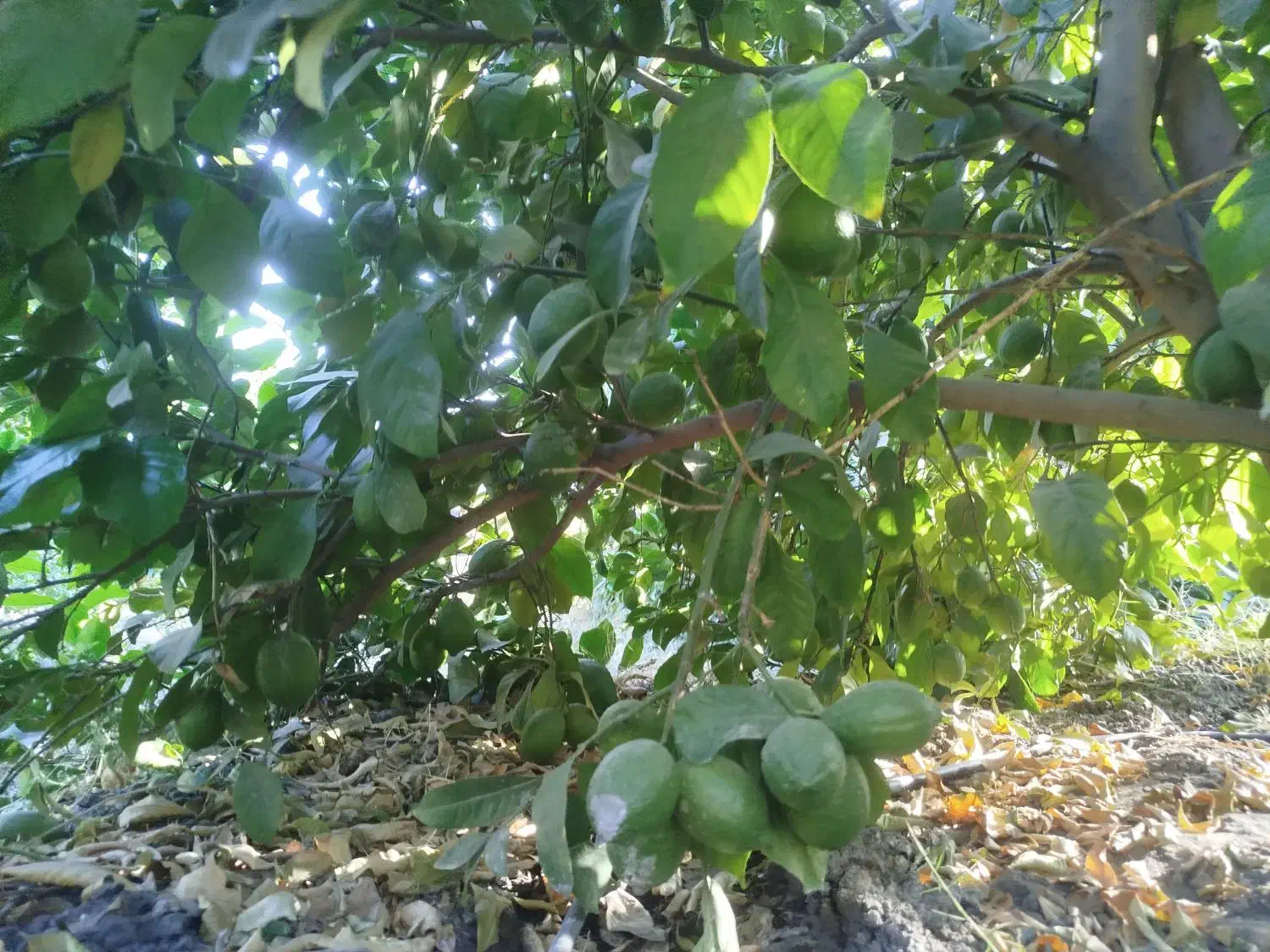 لیموسنگی|خدمات باغبانی و درختکاری|رستم, |دیوار