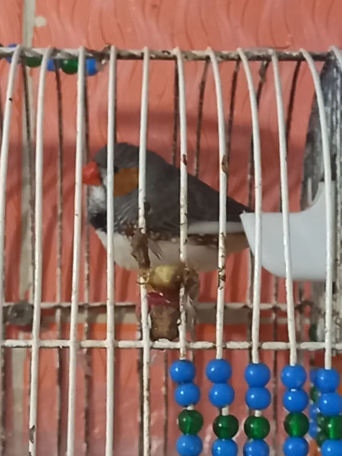 فچ نر|پرنده|اهواز, منبع اب|دیوار