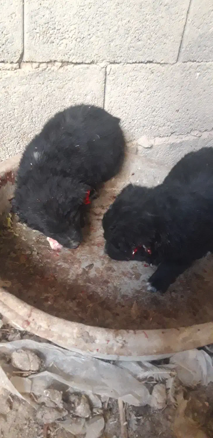 توله قدرجونی|سگ|قهدریجان, |دیوار