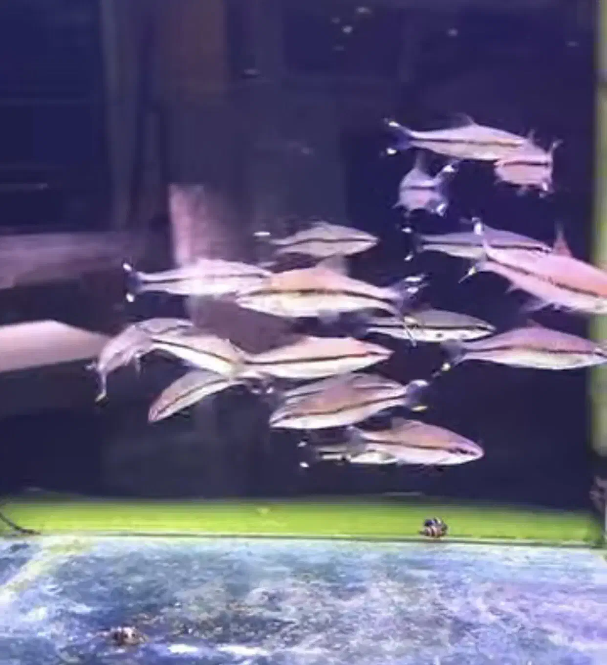 لوچ دلقک/ردلاین|ماهی|آبادان, |دیوار