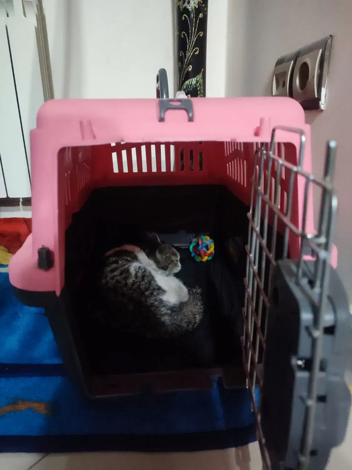 سبد گربه|گربه|باقرشهر, |دیوار