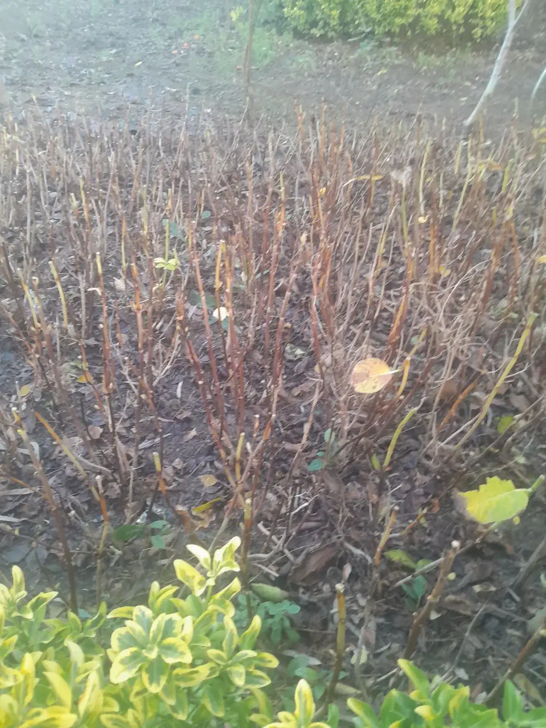 فروش اورتانسیا زمینی با کیفیت|حراج|چالوس, |دیوار