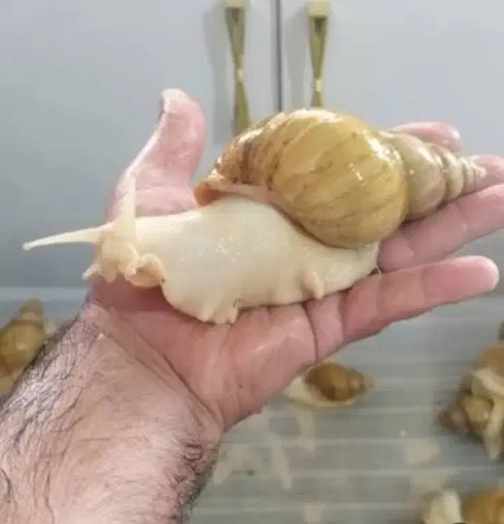 فروش حلزون  طبی درجزین|آرایشی، بهداشتی، درمانی|مهدی شهر, |دیوار