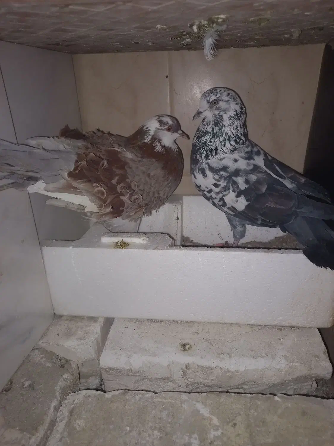 کبوتر جفت خورده نر درشت و کشیده|پرنده|تهران, سلسبیل جنوبی|دیوار