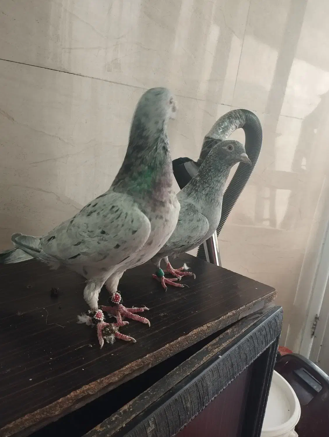 یک جفت سار|پرنده|بجنورد, |دیوار