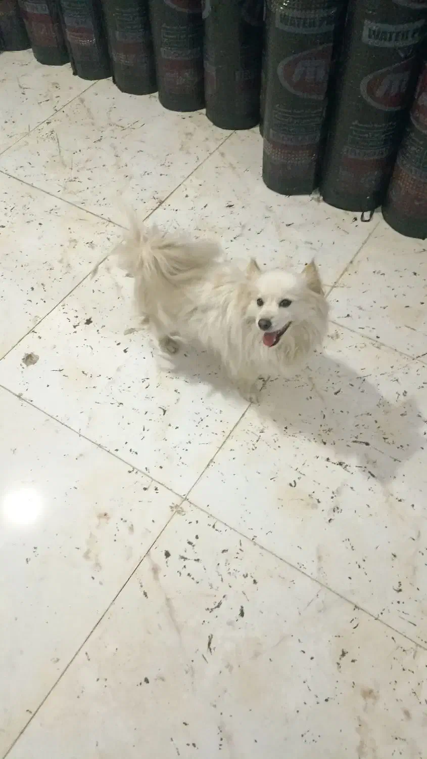 سگ خونگی|سگ|تویسرکان, |دیوار