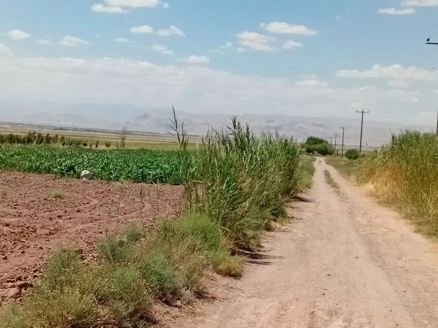 ۴ هکتار زمین کشاورزی با ۵ ساعت آب چاه موتور ۶ اینچ|فروش دفتر صنعتی، کشاورزی، تجاری|چناران, |دیوار