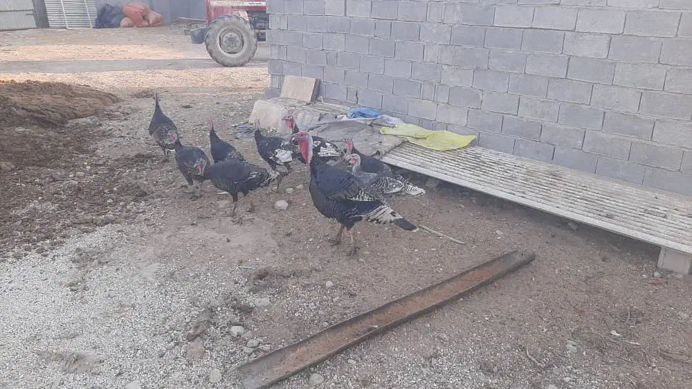 بوقلمون گناوه|حیوانات مزرعه|بندر گناوه, |دیوار