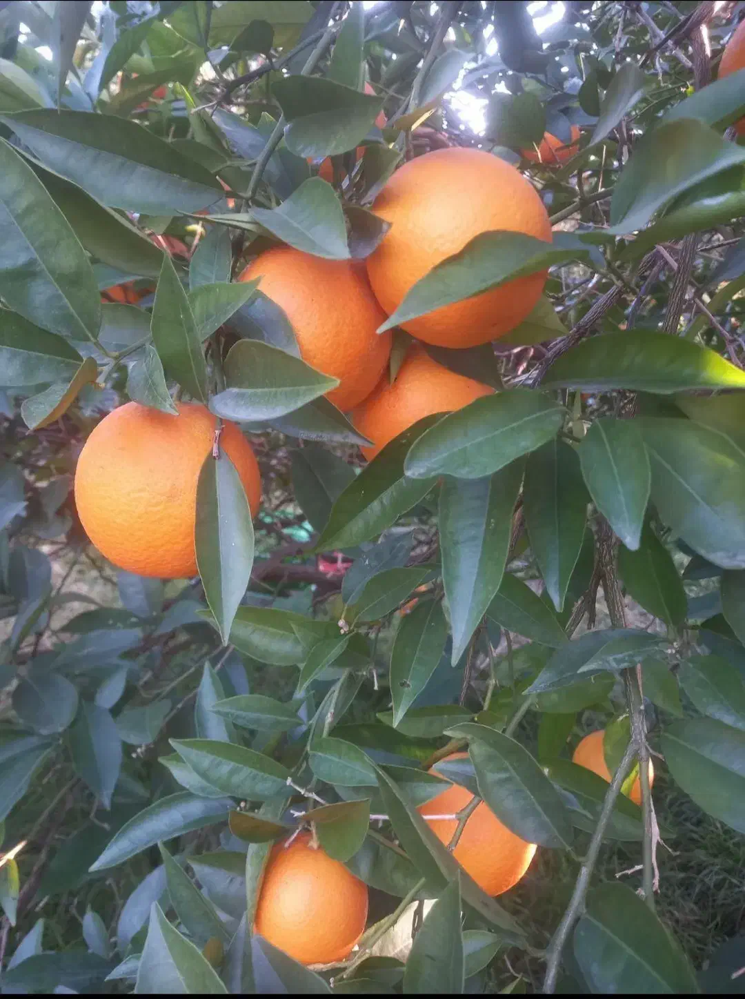 پرتقال نارنگی ژاپنی محلی|خوردنی و آشامیدنی|ساری, |دیوار