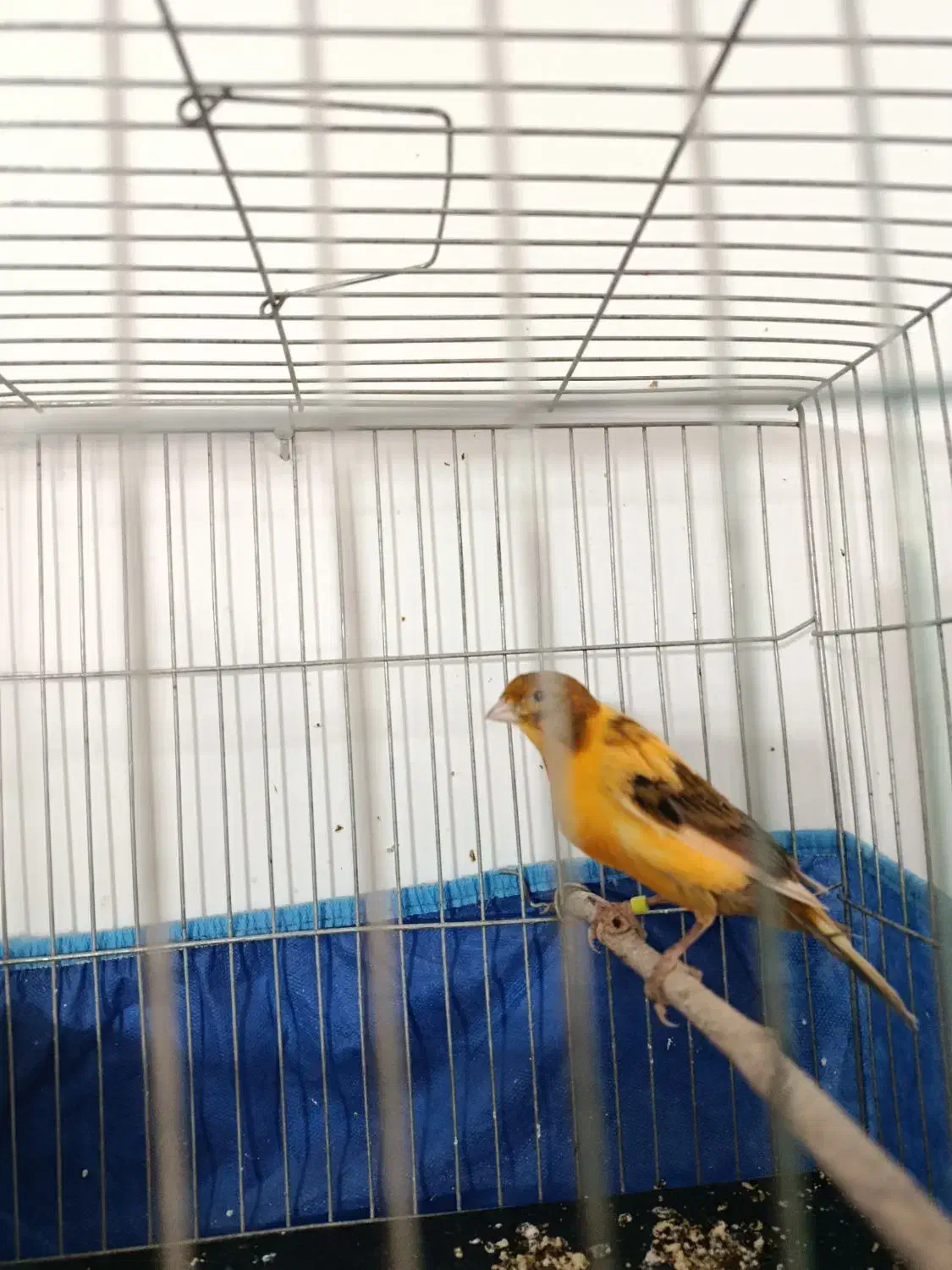 قناری ابلغ لاکی نر|پرنده|شیراز, کوشک میدان|دیوار