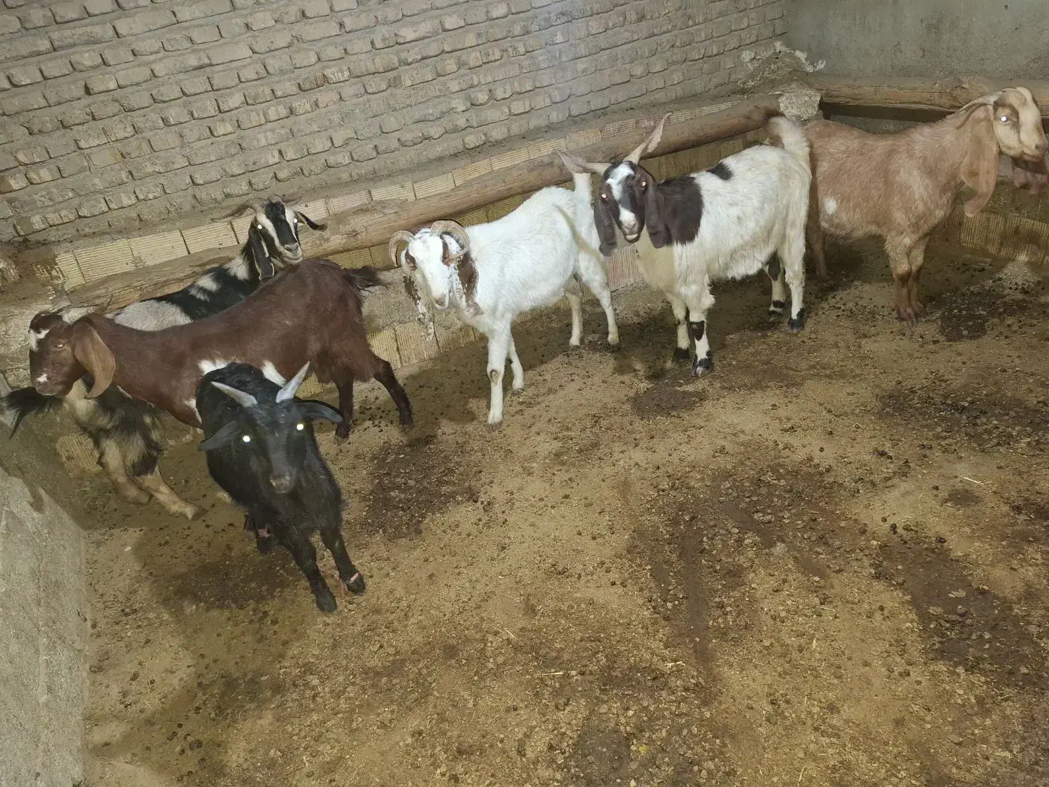 بز و بزغاله|حیوانات مزرعه|بشاریات, |دیوار