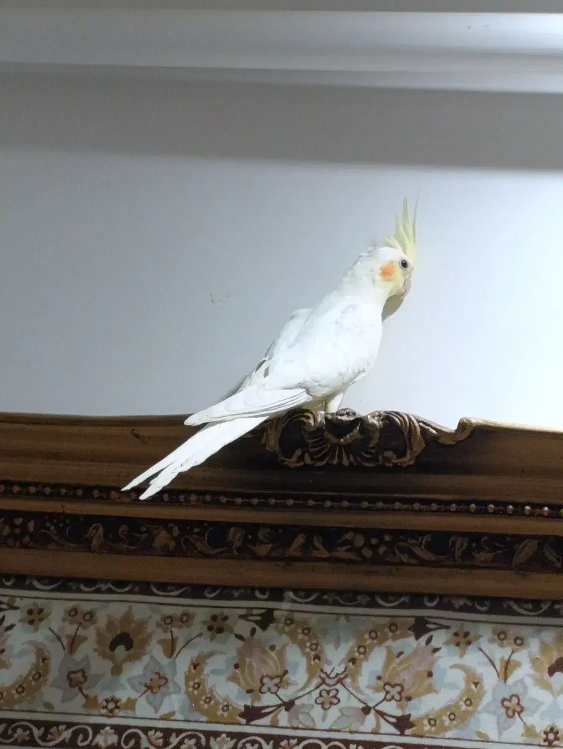 عروس هلندی لوتینو|پرنده|رشت, سیا اسطلخ|دیوار