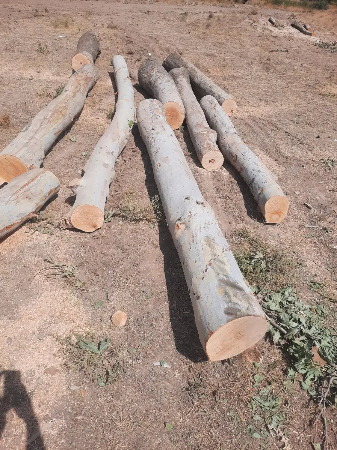 خریدار چوب درخت با بالاترین قیمت نقد نقد درمحل شما|خدمات باغبانی و درختکاری|سنقر, |دیوار