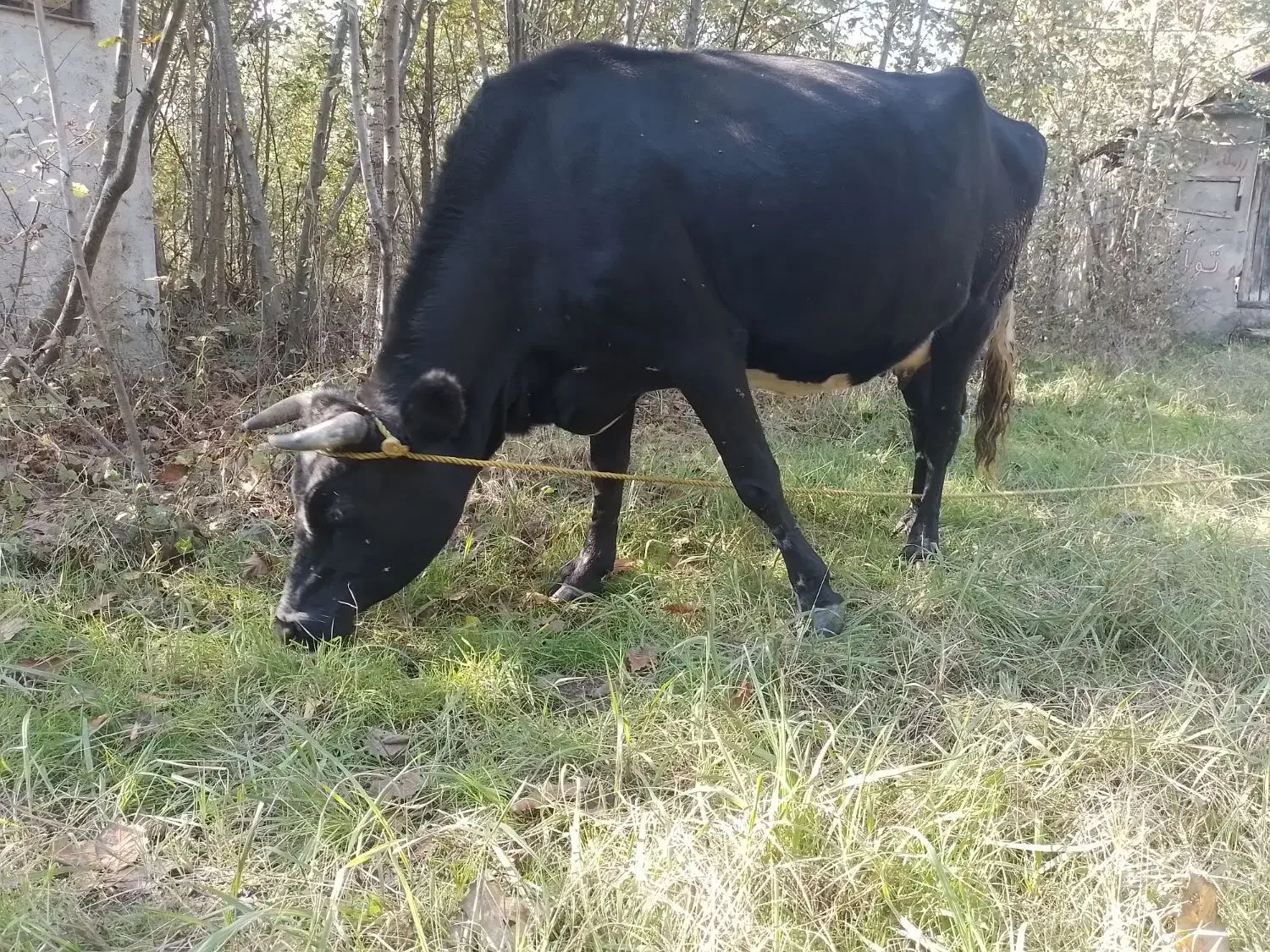 گاو گیل دورگ نزدیک زایمان|حیوانات مزرعه|لاهیجان, لفمجان|دیوار