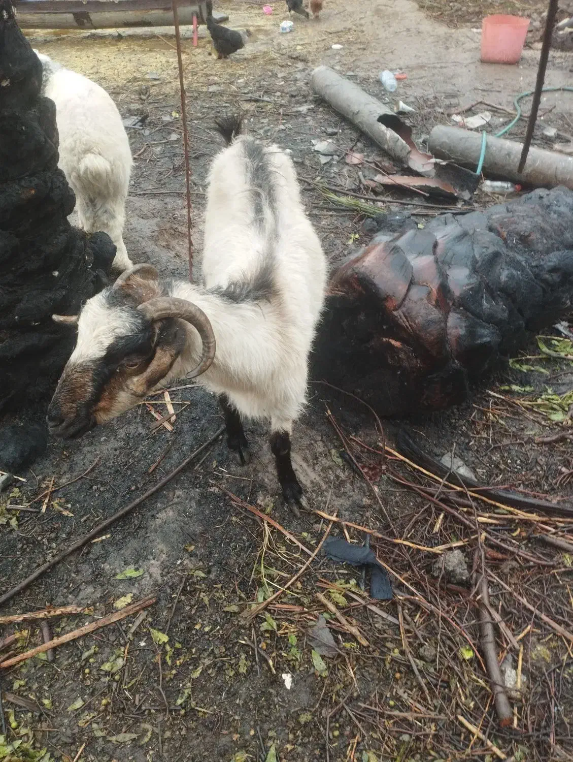 گوسفند|حیوانات مزرعه|جیرفت, |دیوار