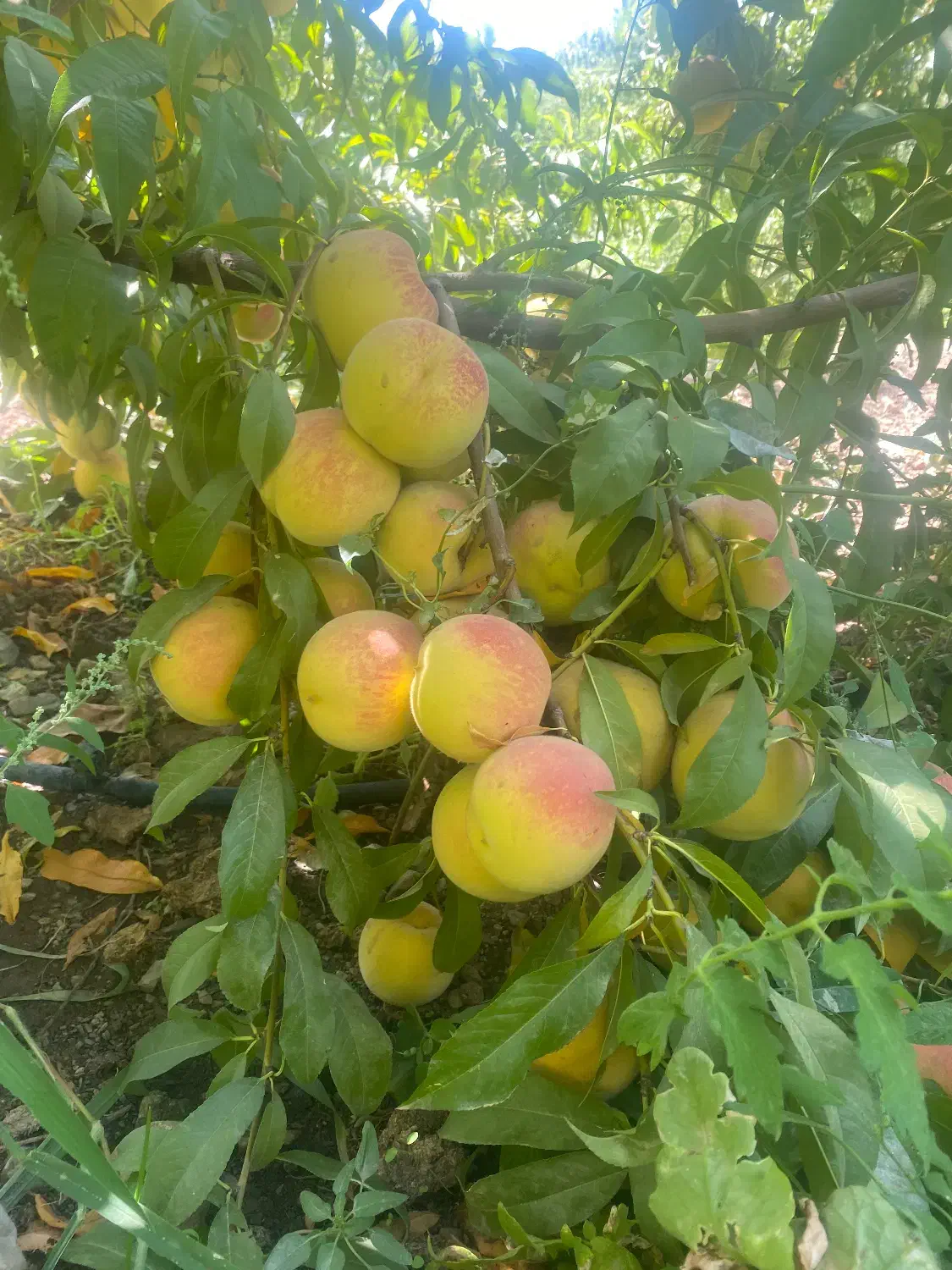 نهال|خدمات باغبانی و درختکاری|سنندج, |دیوار