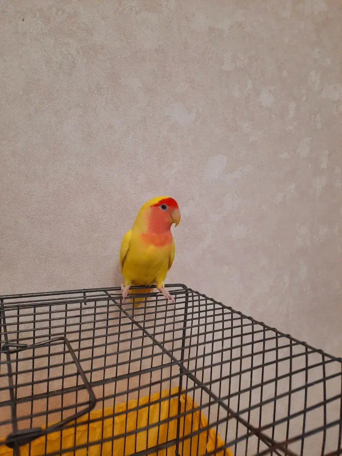 طوطی برزیلی|پرنده|تهران, گرگان|دیوار