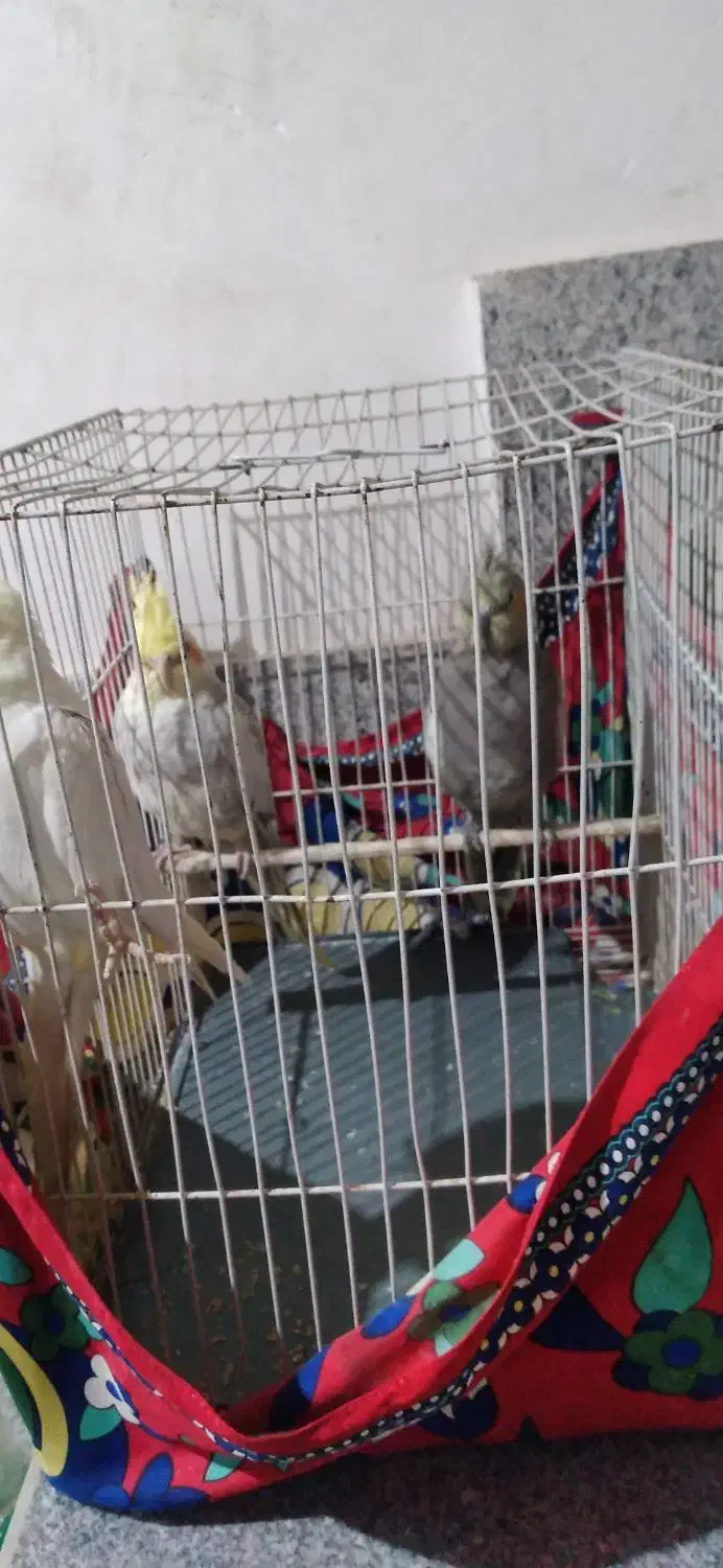 فروش  عروس هلندی|پرنده|مشهد, شهید احمدی روشن|دیوار