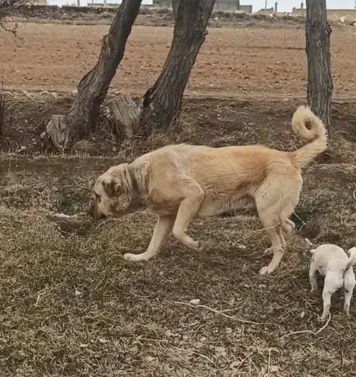سگ ۲۰ماهه|سگ|سلطانیه, |دیوار