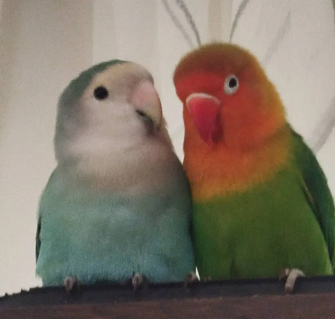 طوطی برزیلی|پرنده|تهران, سوهانک|دیوار