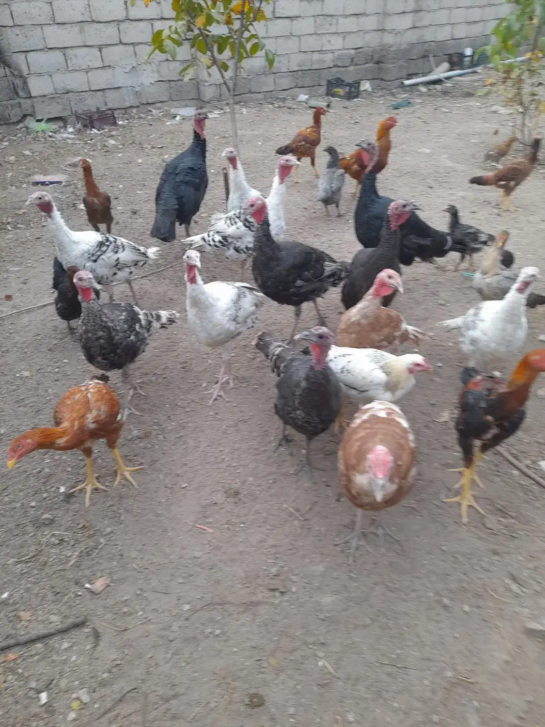 بوقلمون طبیعی|حیوانات مزرعه|مشگین شهر, |دیوار