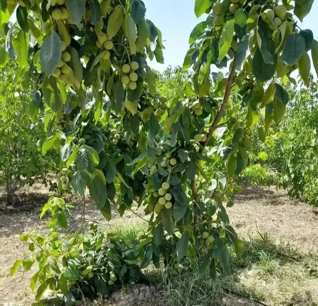 انواع نهال سیب و هلو و گردو موجود در نهالستان|گل و گیاه طبیعی|مراغه, |دیوار