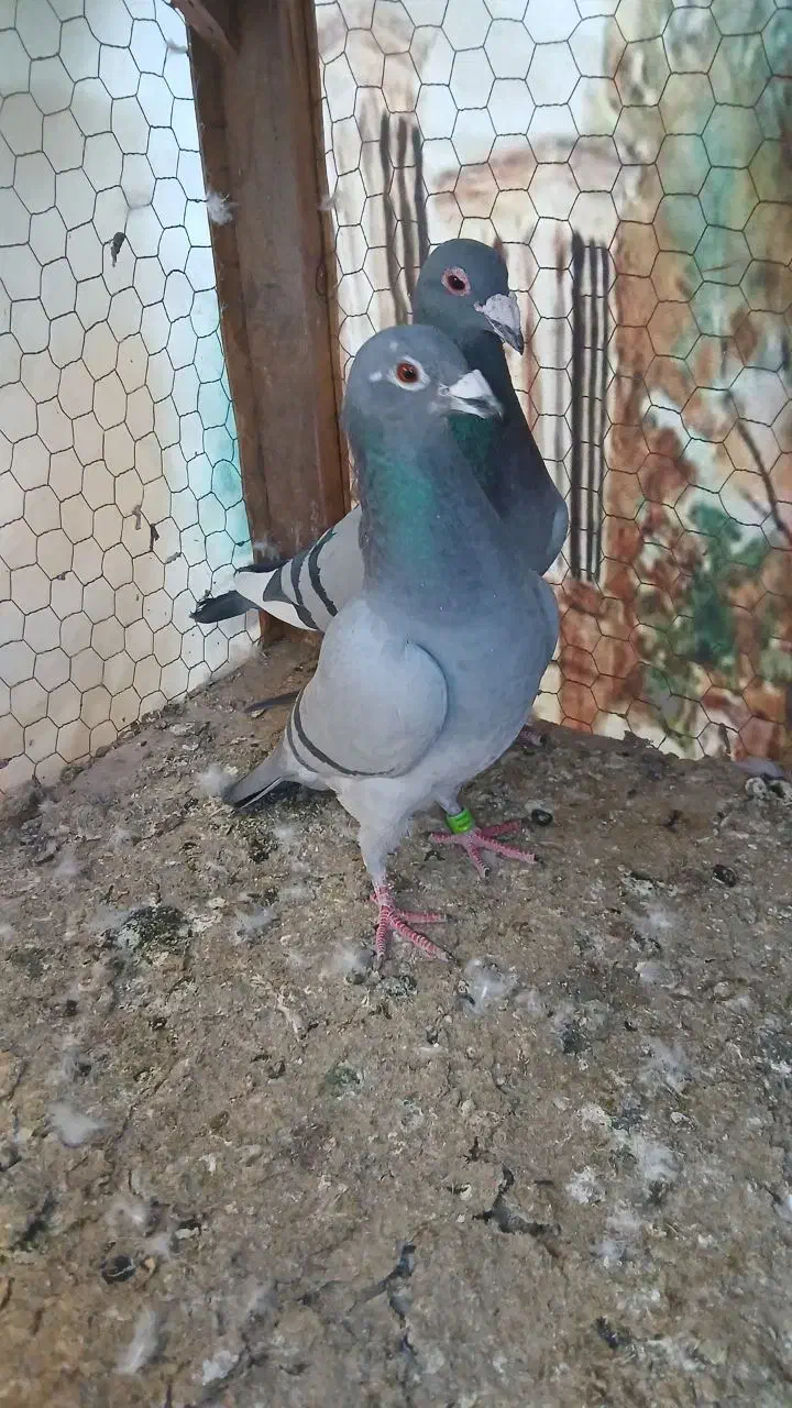 کفتر پلاکی|پرنده|زارچ, |دیوار