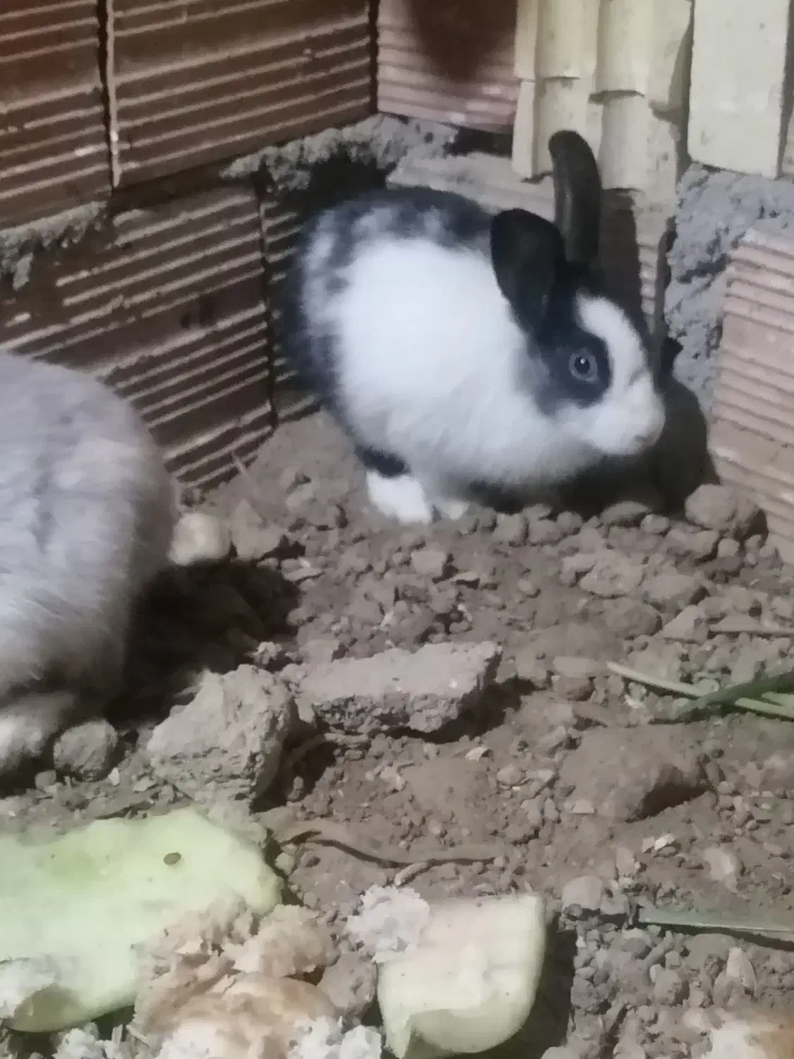 خرگوش|موش و خرگوش|گرگان, |دیوار