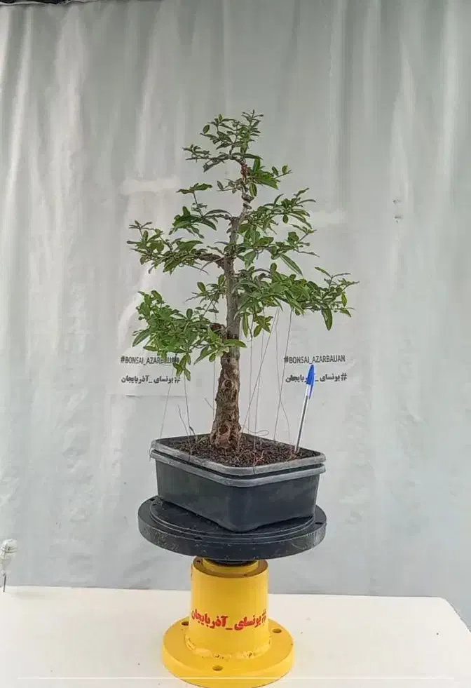 بونسای انار|گل و گیاه طبیعی|ری, حمزه‌آباد|دیوار