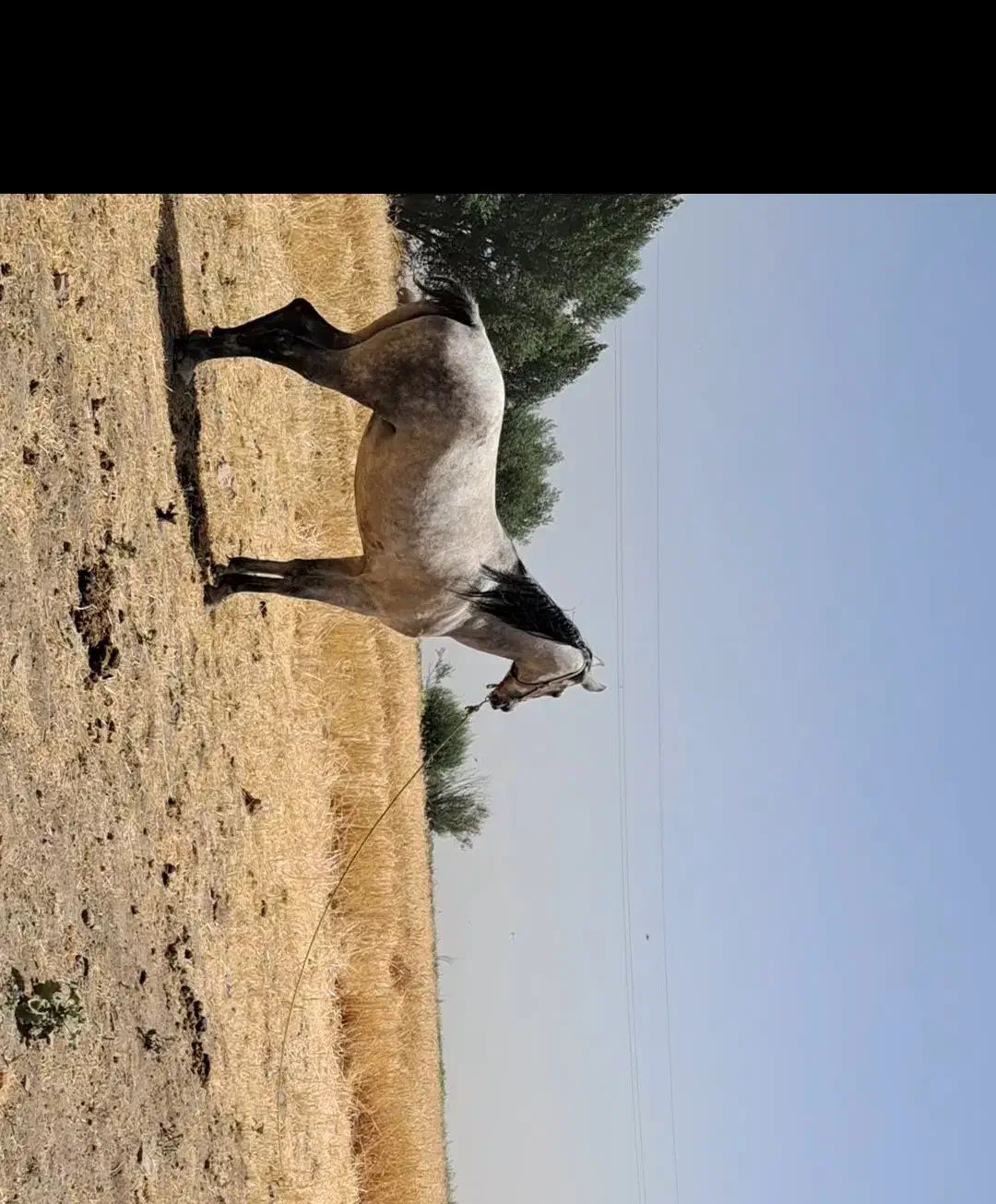 مادیان فروشی قیمت 40ملیون|اسب و تجهیزات اسب‌سواری|اسدآباد, |دیوار