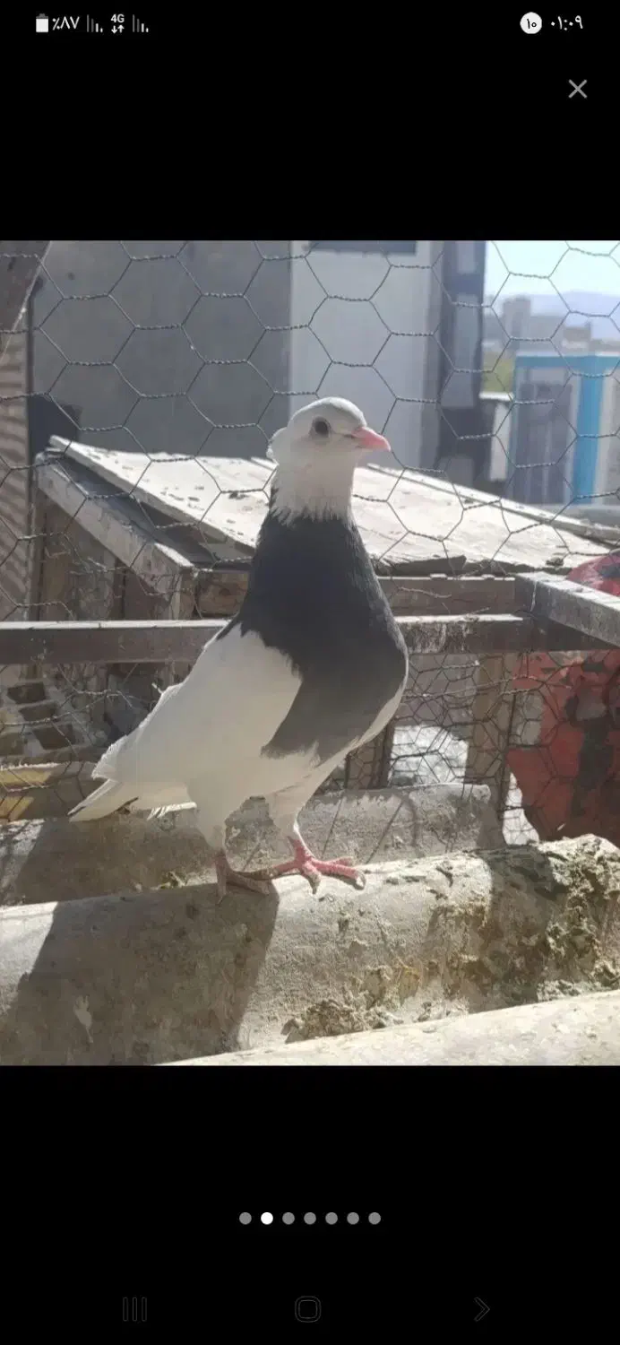 یه کبوتر طوق آبی سیاه گم کردم در محدوده آخر مسکن|پرنده|کرمانشاه, |دیوار