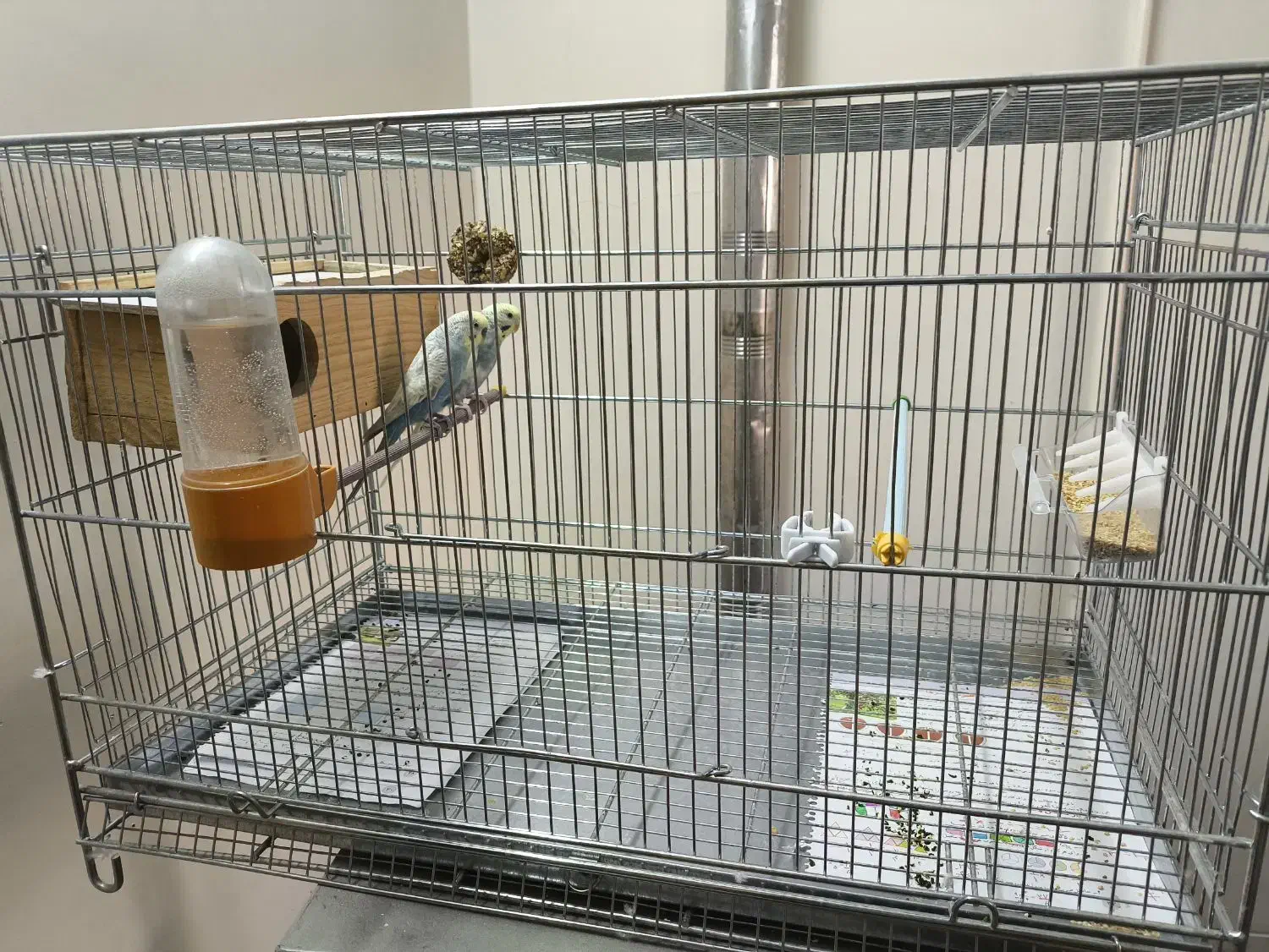 مرغ عشق همراه قفس|پرنده|لنجان, |دیوار