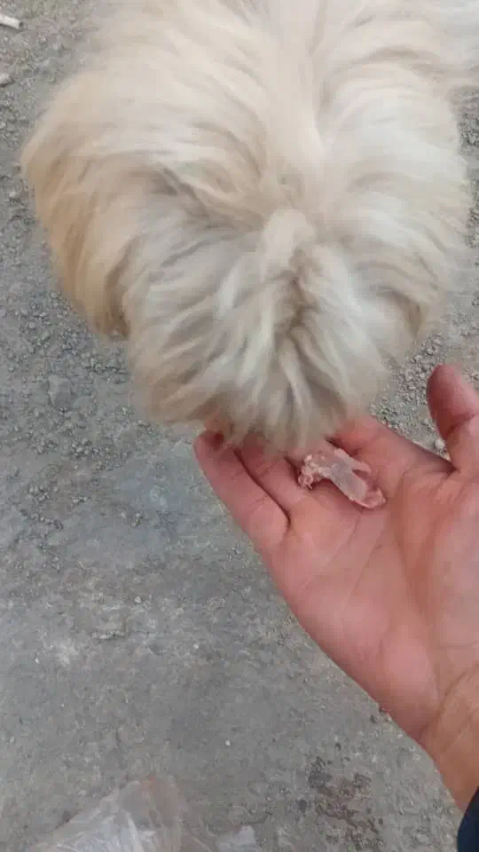 صگ نژاد دار|سگ|پاکدشت, پاکدشت (مامازند)|دیوار