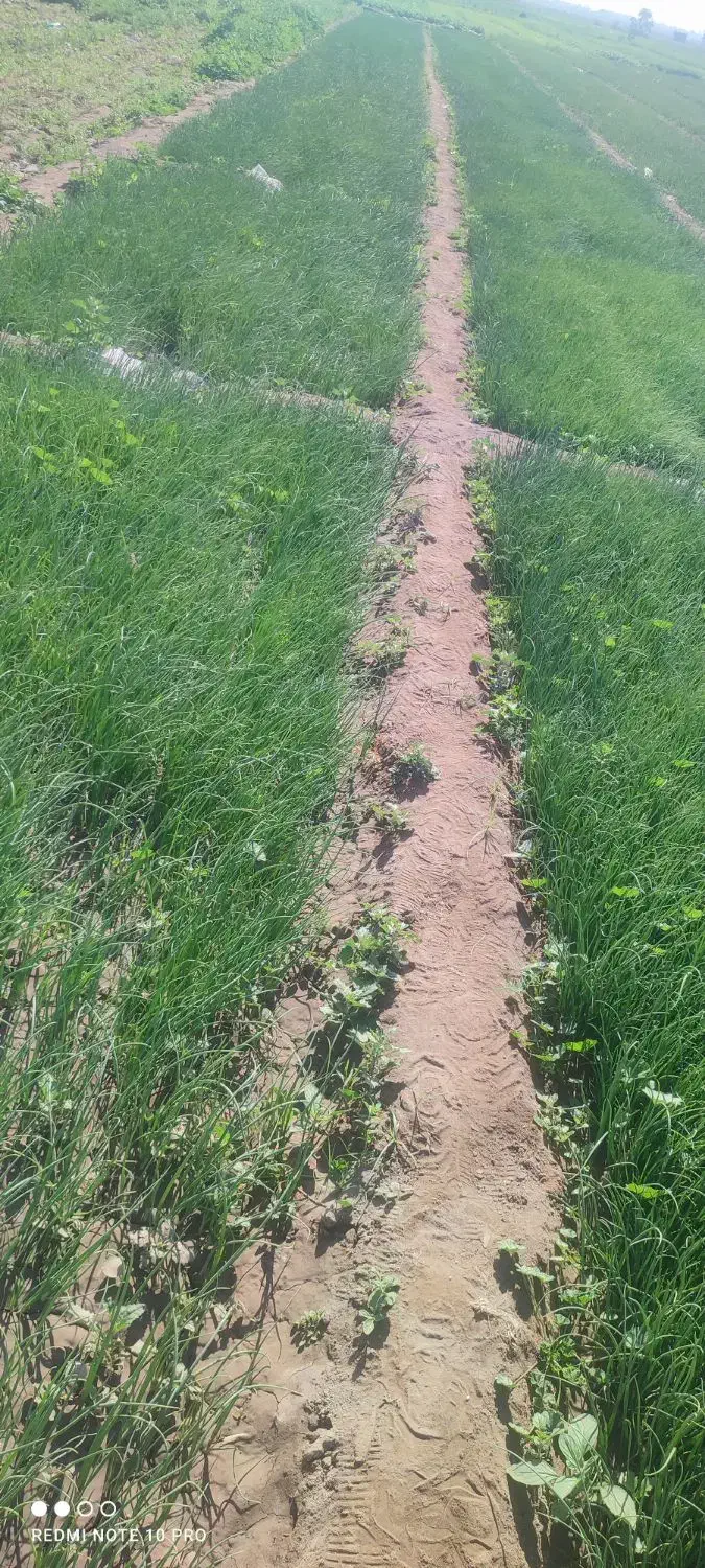 نهال مینروا|حراج|جیرفت, |دیوار