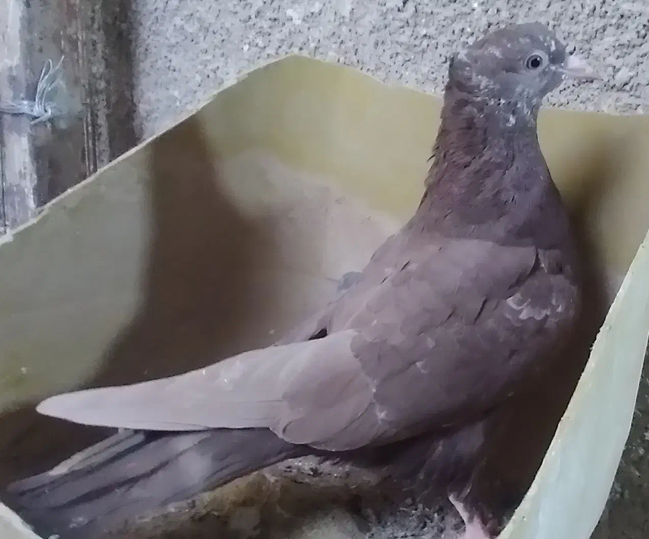 جوجه سینه|پرنده|مشهد, پایگاه شکاری|دیوار