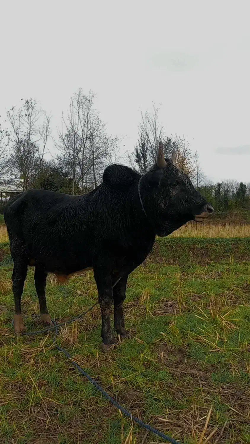 ورزا کوله چالوسی|حیوانات مزرعه|رشت, سعدی (تختی)|دیوار