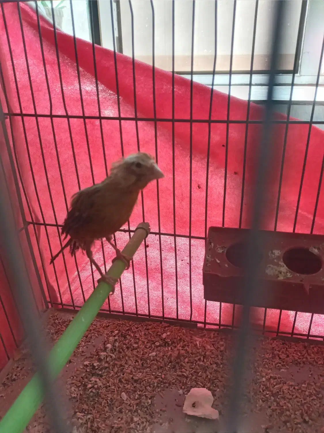 قناری ماده|پرنده|مبارکه, |دیوار