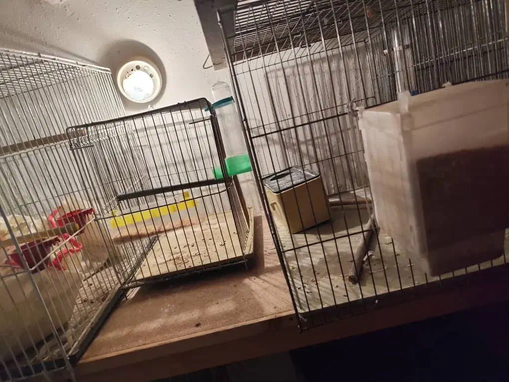 قفس ۵۲ و ۴۲|لوازم جانبی حیوانات|شیراز, بریجستون|دیوار