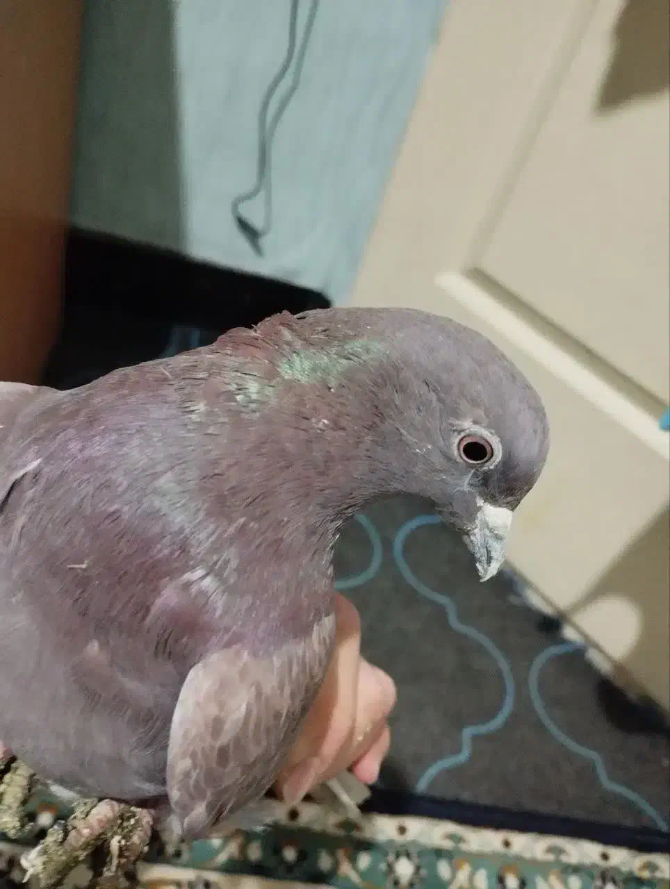 نر سرخ غریب|حیوانات|شاهرود, |دیوار