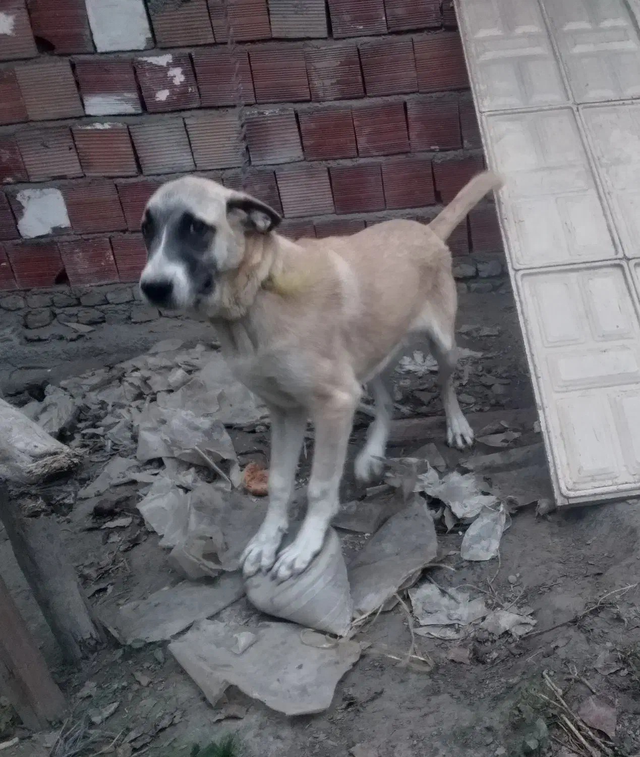 سگ پژدر|سگ|کردکوی, |دیوار