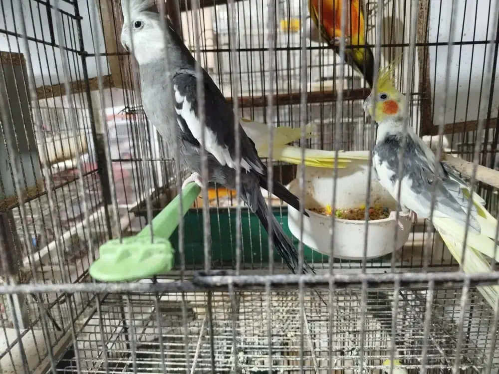 طوطی عروس هلندی جوجه سرلاکی تا بالغ|پرنده|فردیس, سرحد آباد|دیوار