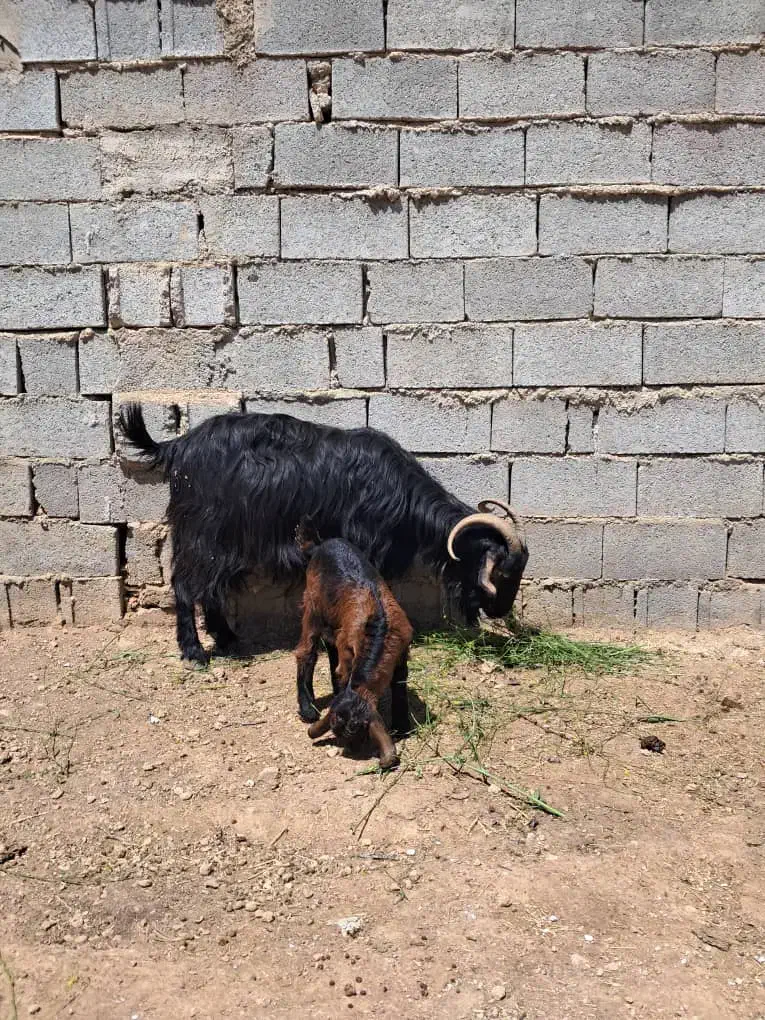 گوسفند ، میش ، بره ، قوچ ، بز سرقتی|حیوانات مزرعه|شیراز, کوی فرهنگیان|دیوار