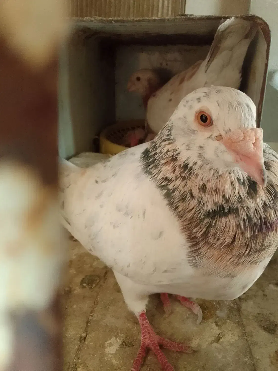 کفتر|پرنده|بندرعباس, |دیوار