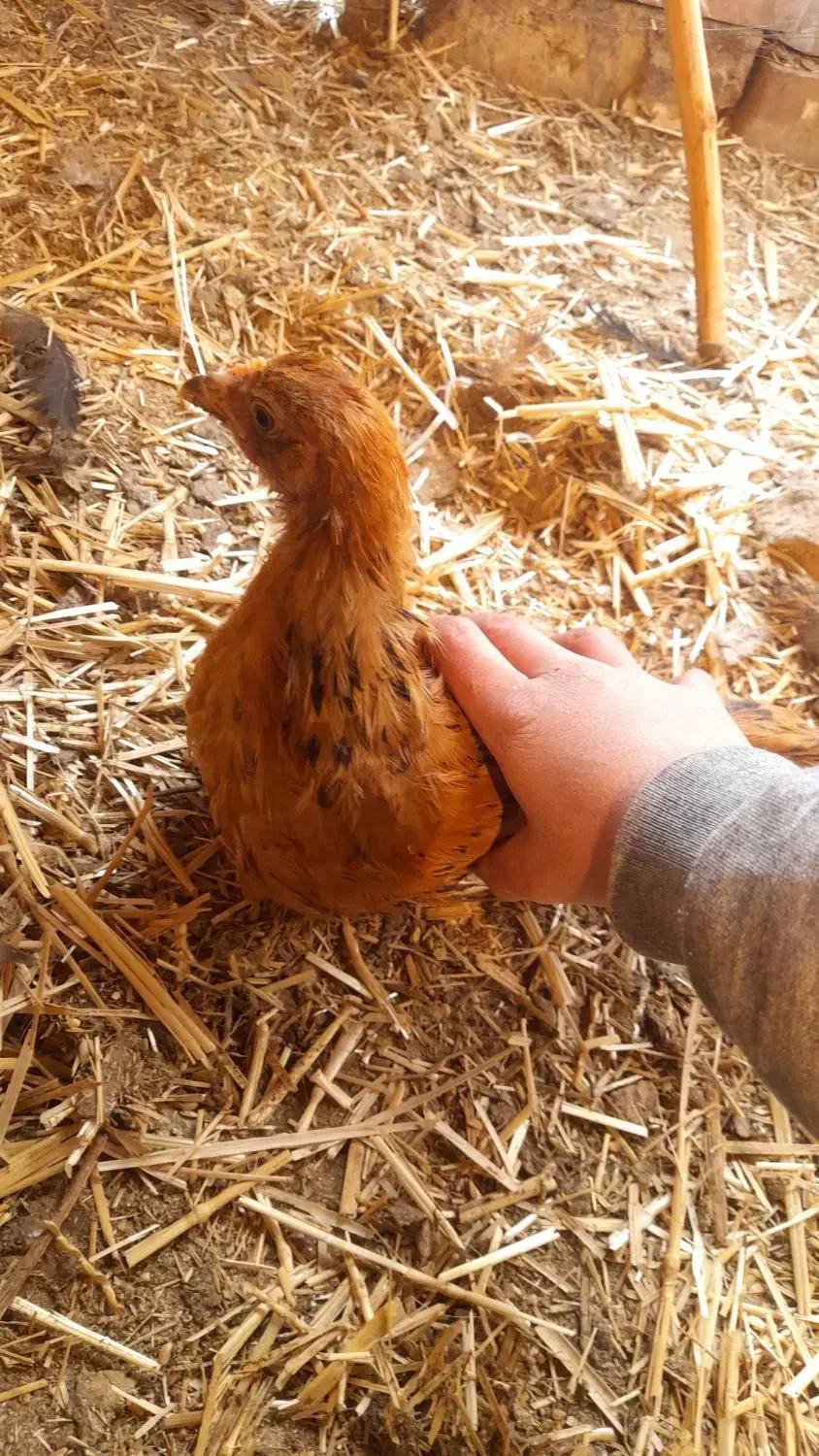 جوجه خروس|حیوانات مزرعه|پاکدشت, پاکدشت (مامازند)|دیوار