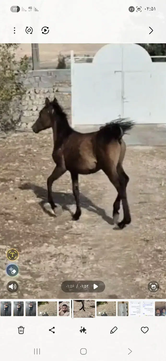 کره اسب|اسب و تجهیزات اسب‌سواری|قلعه شاهین, |دیوار