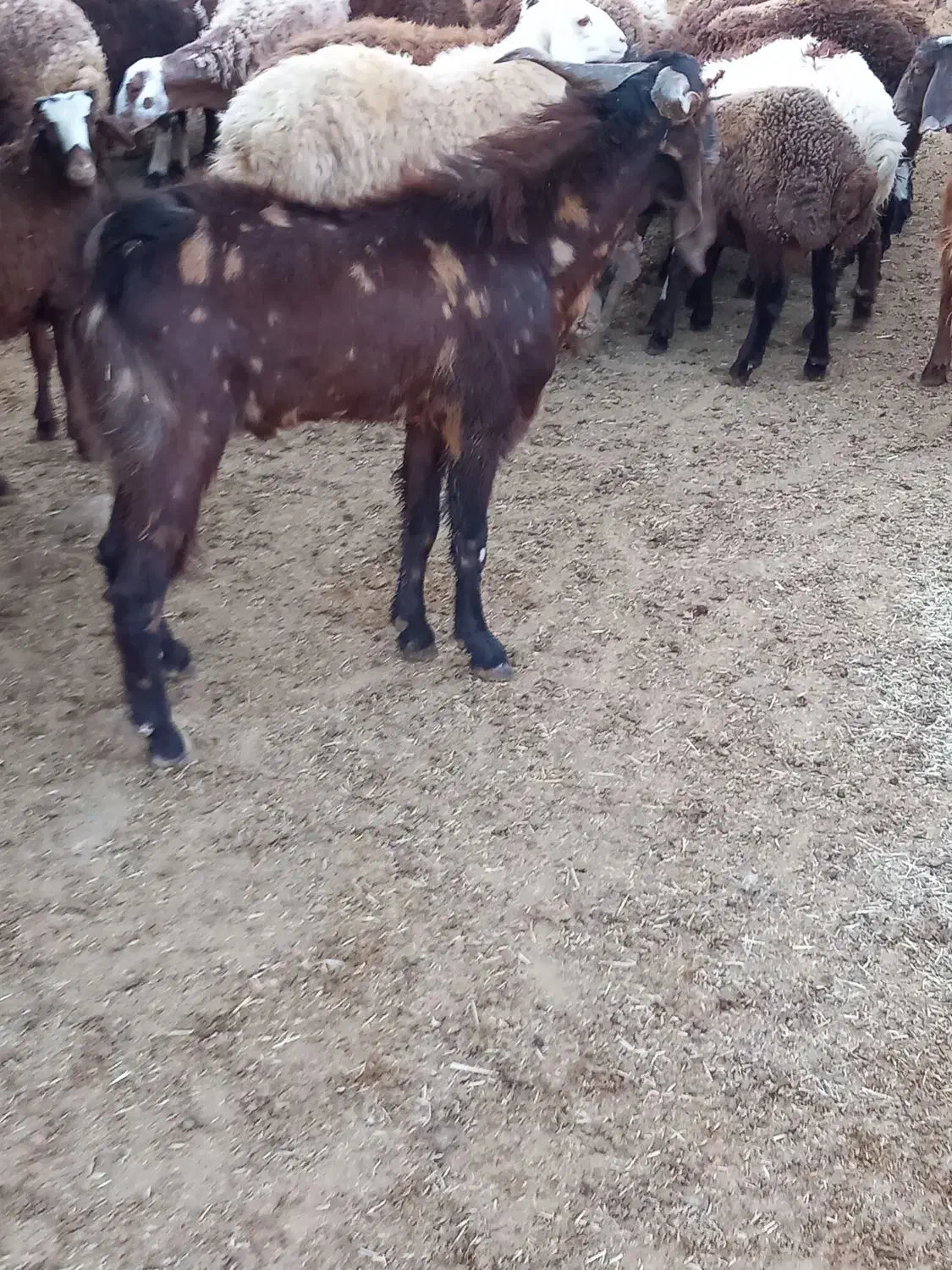 بزغاله نر|حیوانات مزرعه|کوهدشت, |دیوار