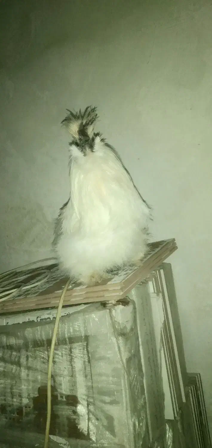 ابریشمی|حیوانات مزرعه|قزوین, |دیوار